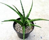 Sansevieria Fernwood Natural