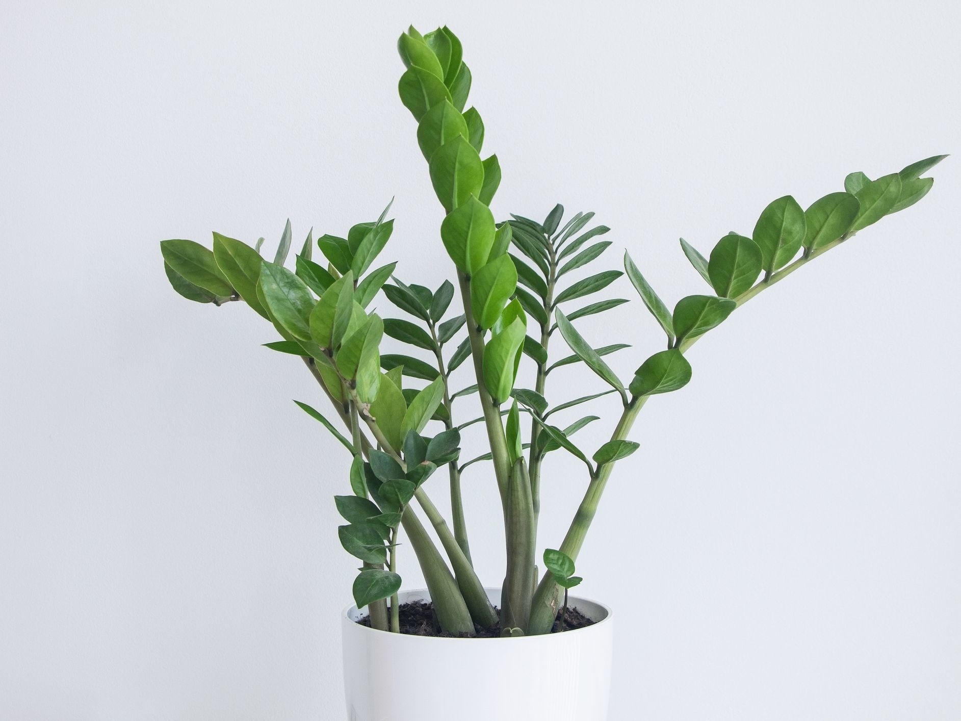 ZZ Plant: Your Low-Maintenance Green Buddy!
