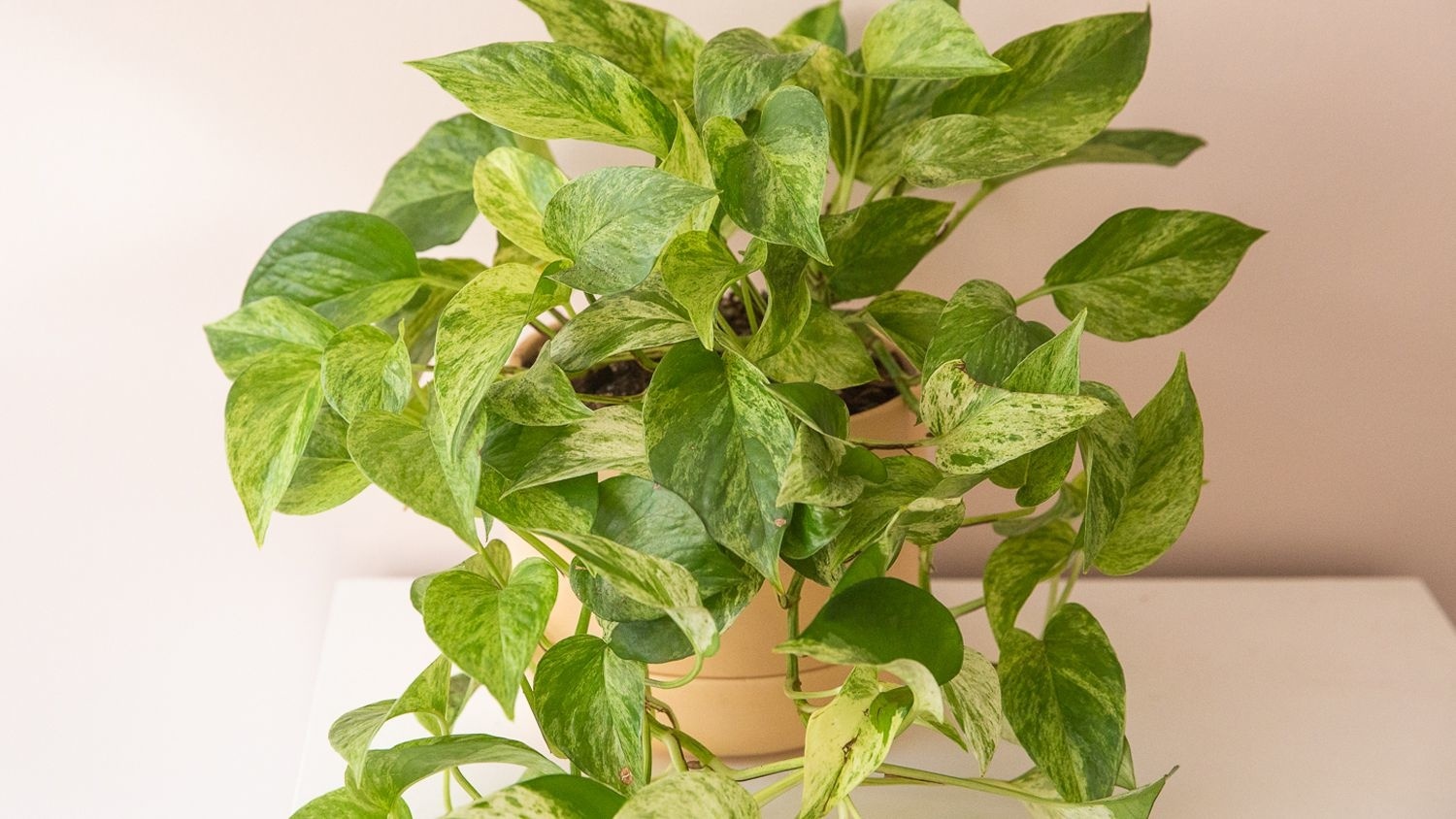 Pothos - Marble Queen