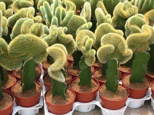Grafted Cactus, Crested