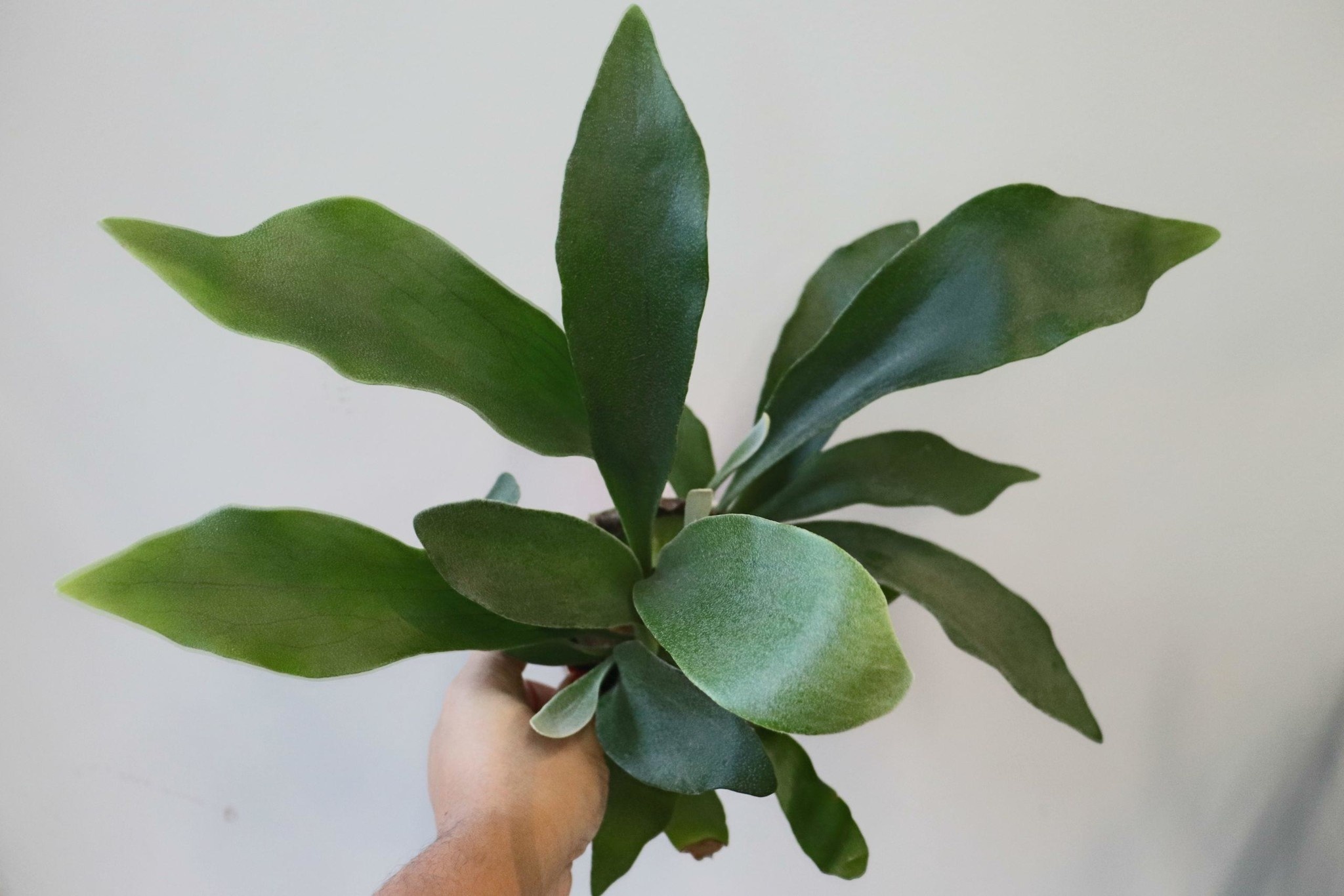 Staghorn Fern