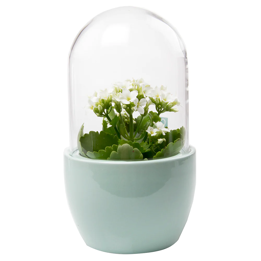 Glass Half Full... of Plants: Quirky Glass Planters to Sprout Smiles