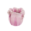 Mini Tulip Planter
