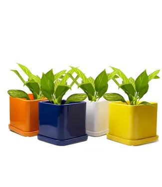 Chive Svek 5" Pot and Saucer-