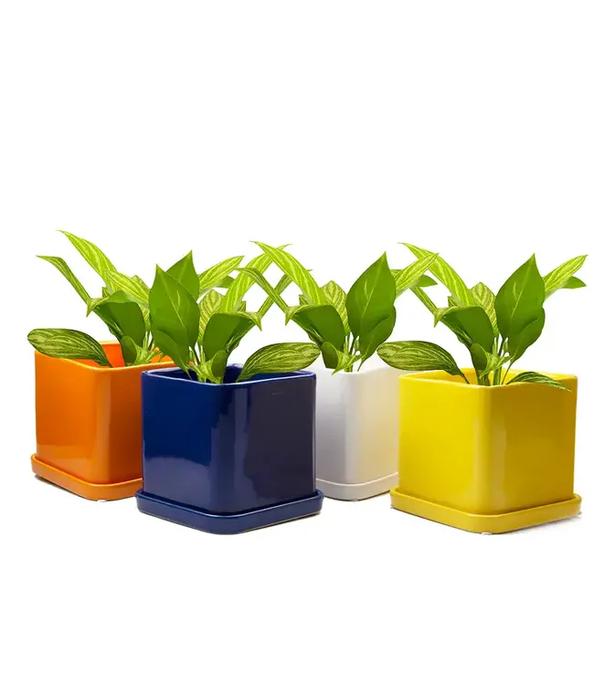 Svek: Swedish Spin on Pots & Saucers