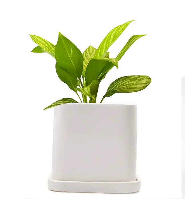 Svek: Swedish Spin on Pots & Saucers