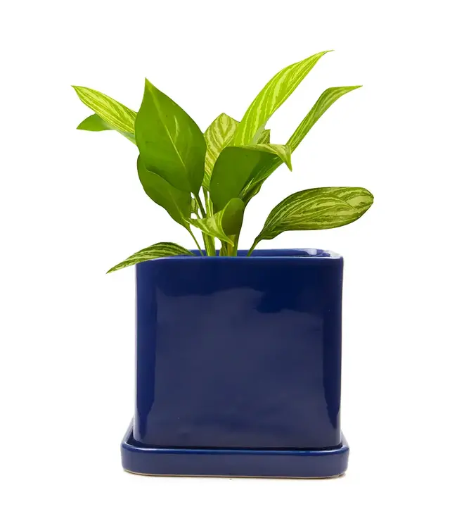 Svek: Swedish Spin on Pots & Saucers