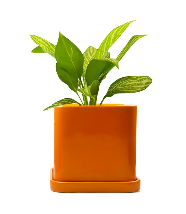 Svek: Swedish Spin on Pots & Saucers