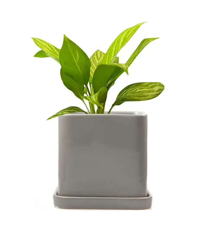 Svek: Swedish Spin on Pots & Saucers