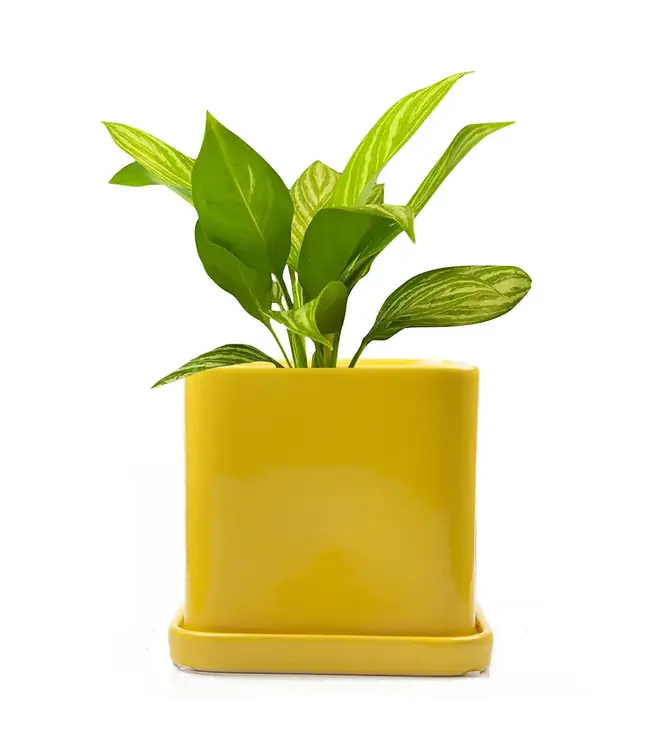 Svek: Swedish Spin on Pots & Saucers