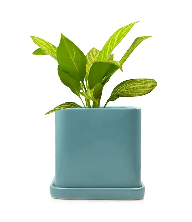 Svek: Swedish Spin on Pots & Saucers