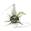 Hang in Style: Chive Pod Air Plant Holder