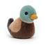 Dizzy Duck: Birdling Mallard