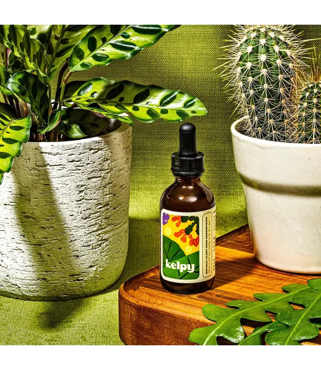 Kelpy: Ocean Magic for Your Indoor Garden