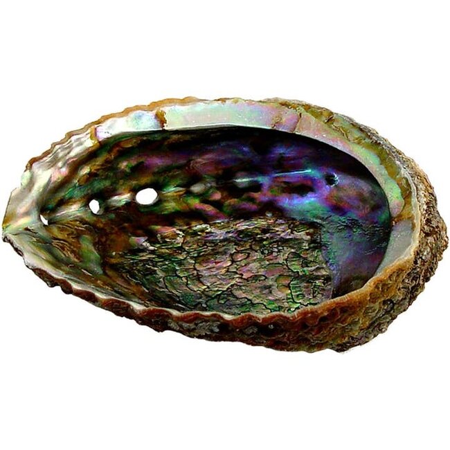 Shimmering Smudge Shell – Abalone Elegance