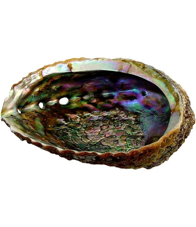 Shimmering Smudge Shell – Abalone Elegance