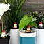 Naughty Gnomes: Cheeky Planters with a Smile