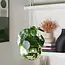 Green Disco Planter: Groove Up Your Garden!