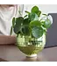 Green Disco Planter: Groove Up Your Garden!