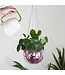 Pink Disco Planter: Glam Up Your Garden!