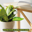 Leaf It to the Funnel: Perfect Plant Watering