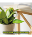 Leaf It to the Funnel: Perfect Plant Watering