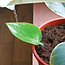Leaf It to the Funnel: Perfect Plant Watering