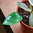Leaf It to the Funnel: Perfect Plant Watering