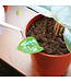 Leaf It to the Funnel: Perfect Plant Watering
