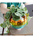 Rainbow Disco Planter: Groovy Garden Glam