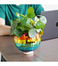 Rainbow Disco Planter: Light Up Your Garden!