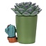 Furrybones Echy: Spooky Succulent Holder