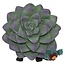 Furrybones Echy: Spooky Succulent Holder