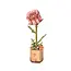 Petal Power: Assemble Your Pink Rose Puzzle!