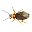 Cuddle the GIANTmicrobes Cockroach!