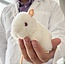Cuddle Up with the Lab Mouse Hero!