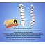 Support Your Knowledge: Meet the Plush Spine!