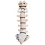 Support Your Knowledge: Meet the Plush Spine!