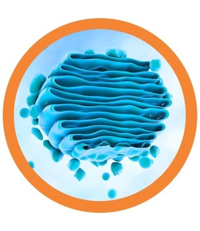 Get Plush with the Golgi: Your New Science Sidekick!