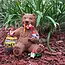 Bear-y Charming Gnomes: Smile & Ward Off Gnomes!