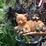 Cody & the Gnomes: Naptime in Fairyland!