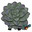 Furrybones Echy: Spooky Succulent Holder