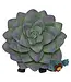Furrybones Echy: Spooky Succulent Holder