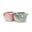 Birds, Blooms, and Pink Hues!