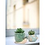 Swim into Style: The Small Fish Planter!