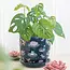 Potty for Plants: The Pond Print Perfection!
