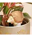 Hedge Your Bets: Cute Watering Spike for Happy Plants!