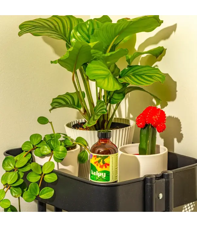 Kelpy Plant Food 250ml/ 8.5 Fl oz