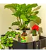 Kelpy Plant Food 250ml/ 8.5 Fl oz