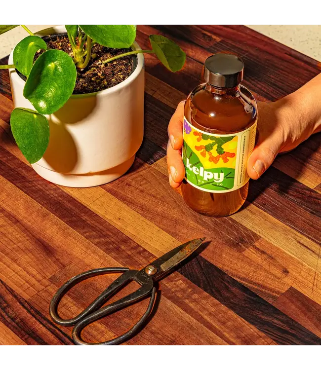 Kelpy Plant Food Large Size 500 Ml/ 16.8 oz